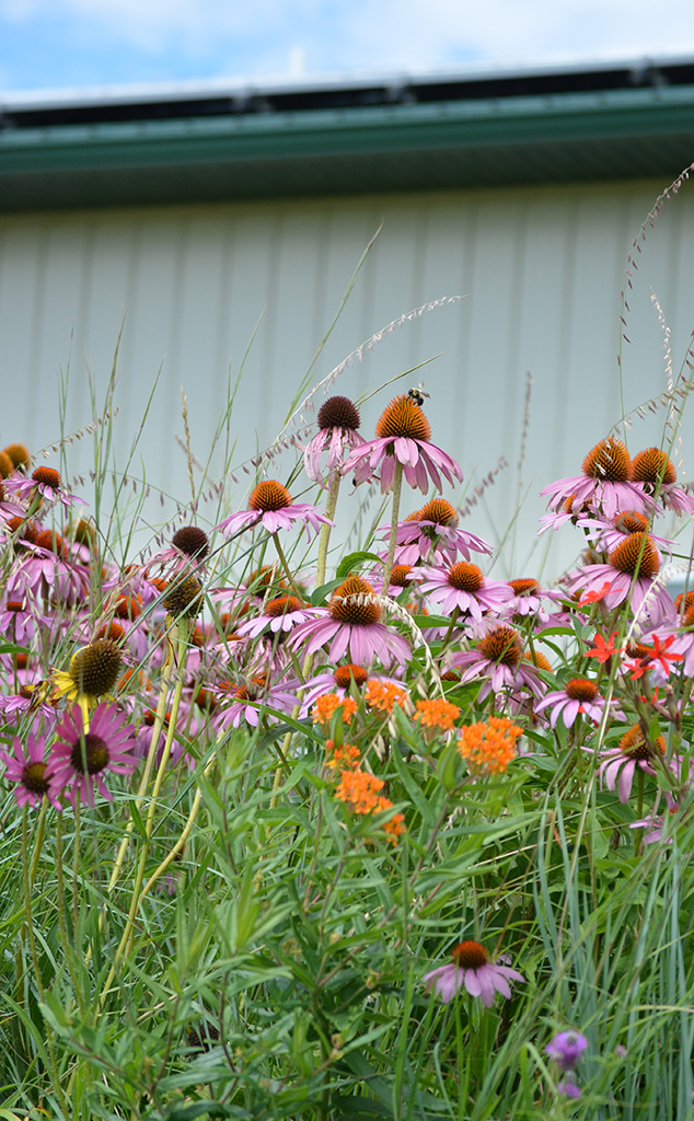 Shortgrass Echinacea Prairie Seed Mix Prairie Moon Nursery